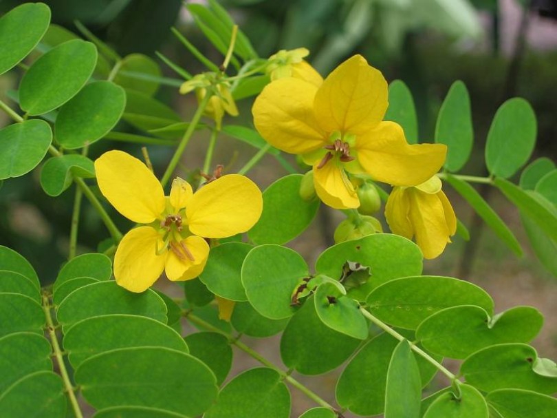 Rántottacserje, Senna surattensis, etnobotanika